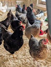 Bruteier 10 Stück gemischte