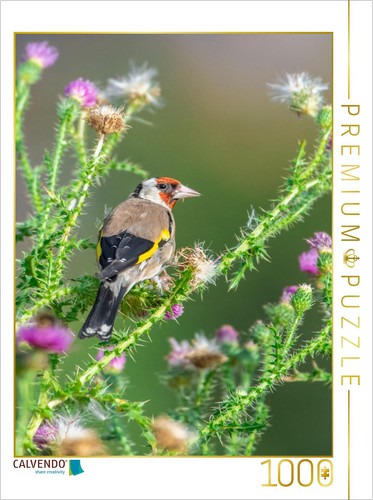 Calvendo puzzle stieglitz - puzzle, |