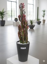 Euphorbia Trigona rubra 80cm