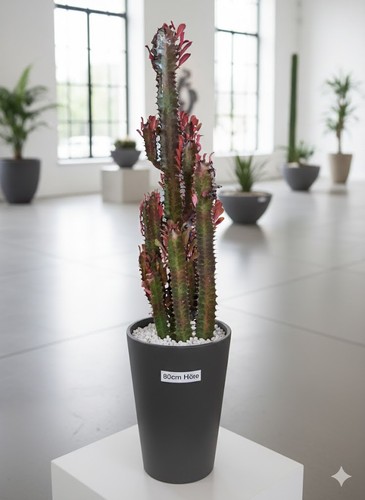 Euphorbia trigona rubra 80cm - trigona,