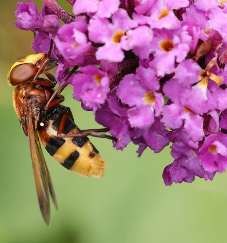 Schmetterlingsflieder summer - schmetterlingsflieder,