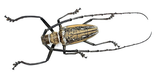 Cerambycidae batocera - cerambycidae,,