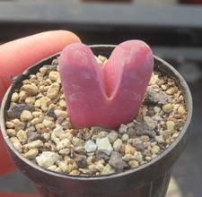 Lithops optica rubra c081a - lithops,