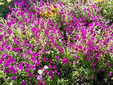 200 Petunien bunter Mix Samen Petunie 