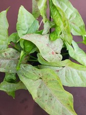Syngonium arrowhead vine Milk