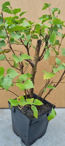 Pre bonsai birkenbaum - pre-bonsai,,