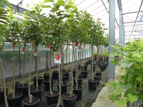 Kaki baum 160 180 cm - kaki,