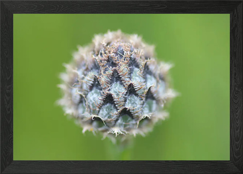 Blume nebel gerahmtes - im,