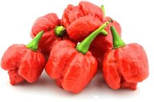 50 SAMEN TRINIDAD MORUGA SKORPION + ANBAUANLEITUNG - CHILI SPIKE
