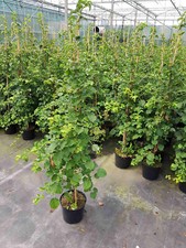 Kletterhortensie - Hydrangea petiolaris (Höhe: 150-160 cm), weiße Blüte +Dünger