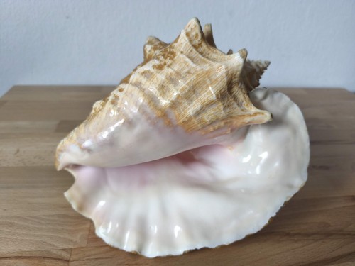 Riesengroße fechterschnecke - riesengroße,