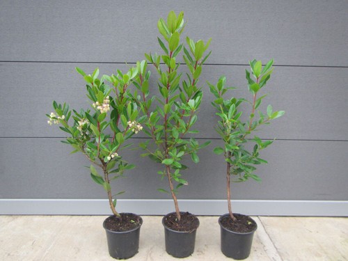 Arbutus unedo westl - arbutus,