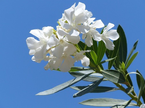 Oleander stecklinge weiß - stecklinge, /