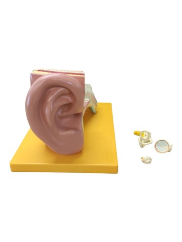 Teiliges anatomie modell - 4-teiliges,