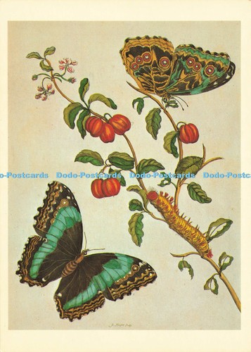 D174939 morpho deidamia - morpho,