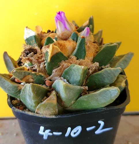 Ariocarpus spec auf - spec.,