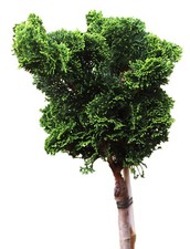 Chamaecyparis obtusa Nana