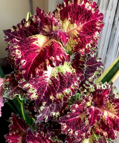 Coleus buntnessel baroque - coleus,