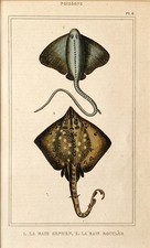 Rochen Stachelrochen