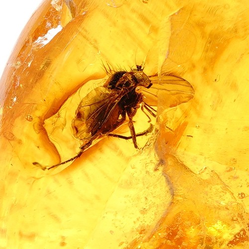 Bernstein fossil mit - fossil, fliege
