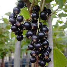 Titania (S) schwarze Johannisbeere 