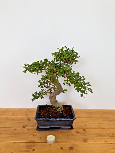 Bonsai chinesische ulme nr - ulme,