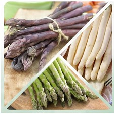 Spargel pflanzen mix - mix, 10