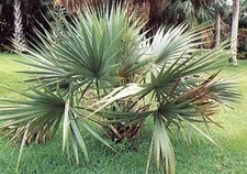 Sabal Minor Zwergpalmettopalme