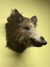 Wildschweinkopf, Wildschwein