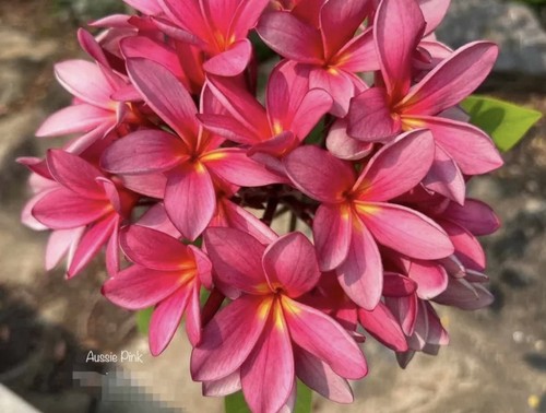 Aussie pink plumeria rubra - aussie,