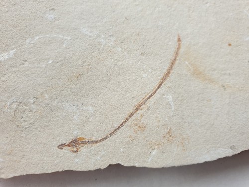 Fossiler aal enchelion - enchelion,