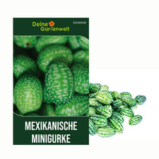 Mexikanische Minigurke  Samen
