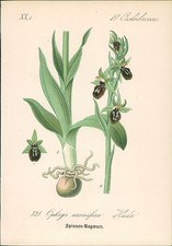Chromolithographie hummel - chromolithographie, hummel-