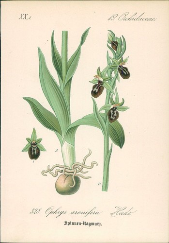 Chromolithographie hummel - :, hummel-