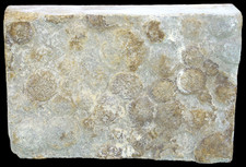 Präkambrium  Nemiana simplex