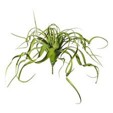 Tillandsien-Hänger ca 70cm