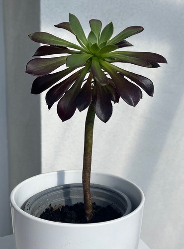 Aeonium arboreum rosetten - aeonium,