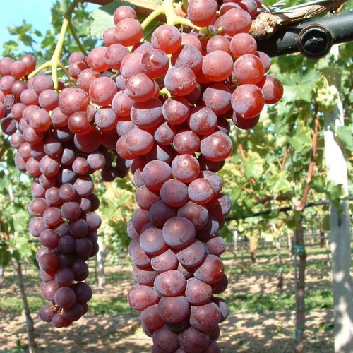 Weinrebe suffolk red - suffolk,