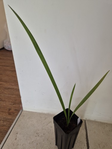 Phoenix theophrasti palme - phoenix, theophrasti,