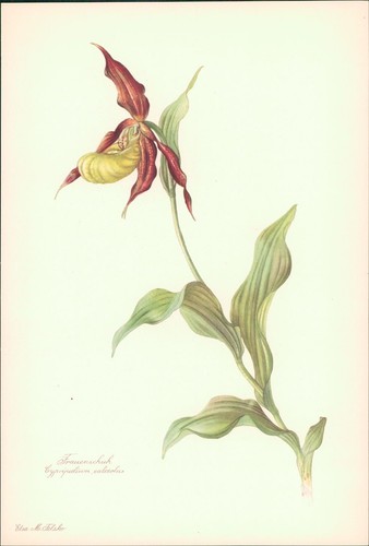 Frauenschuh cypripedium - frauenschuh,