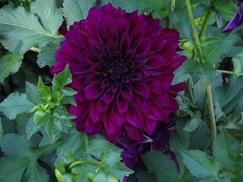 Dahlien - ,