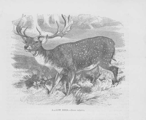 Damhirsch dama damwild - dama,