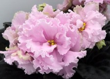 Usambaraveilchen African