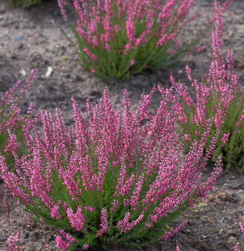 10x knospenheide gardengirls - 10x,