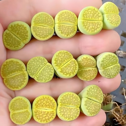 Lithops hallii green - ❀1, 'green