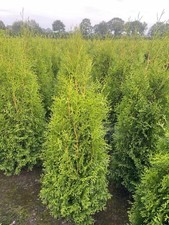 50st. Thuja Brabant 140-160cm