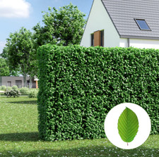 Hainbuchen Hecke (3 - 15m) -