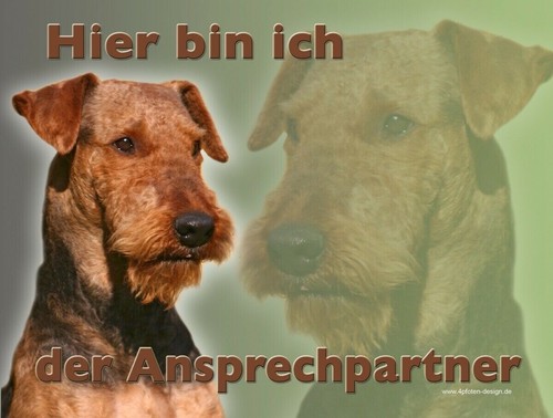 Airedale terrier - airedale,