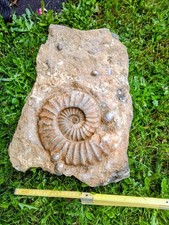 Ammonit Platte mit Arietites, 24 cm Durchmesser auf Matrix 30x45