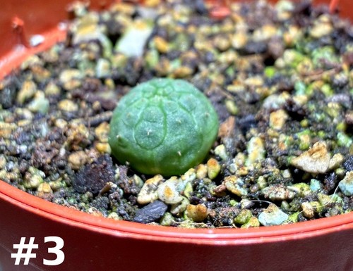 Euphorbia obesa jungpflanze - obesa,